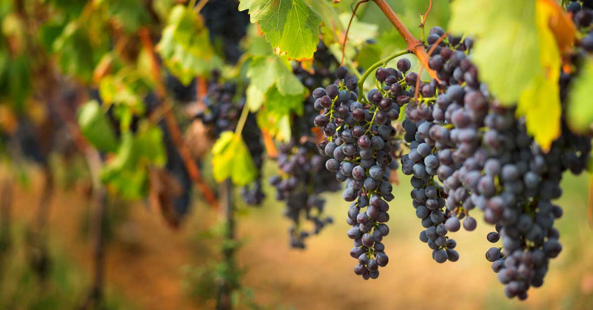 Enabling Easy and Profitable Wine Production Premium Alpha